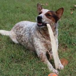 Dually - Australian Cattle Dog