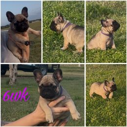 Bulldog and French Bulldog Puppies from Brickyard Bulldogs
