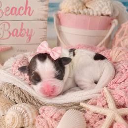 Breeze - Liver and white female Shihpoo puppy in Hertford, North Carolina from Heaven Sent Shihpoo's