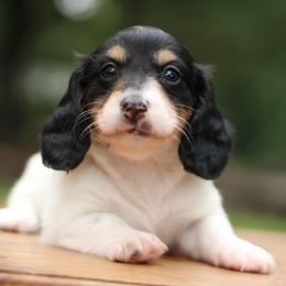 Dachshund Puppies from Prima Dachshunds