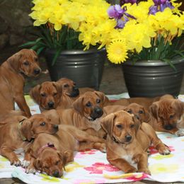 Rhodesian Ridgeback Puppies from Tifari Rhodesian Ridgebacks