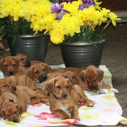 Rhodesian Ridgeback Puppies from Tifari Rhodesian Ridgebacks