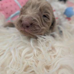 Prancer - male Long Haired Weimaraner puppy in Evart, Michigan from Drehbar Weimaraners