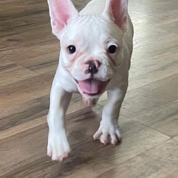 "Biscotti " French Bulldog Puppies from Kathrine's French Bulldogs