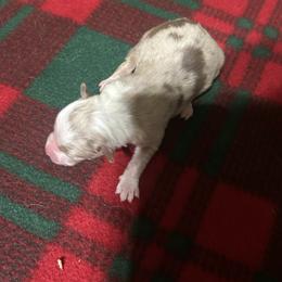 Red Merle - Red merle male Australian Shepherd puppy in Saratoga Springs, New York from Rock Springs Australian Shepherds