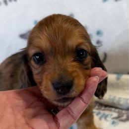 Brinley - Dapple female Dachshund puppy in Griffin, Georgia from Always Trippin' Doxie Life