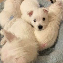 West Highland White Terrier Puppies from Wildwood Westies