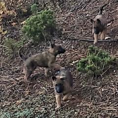 Belgian Laekenois Puppies from Cal Curly Coats Belgian Laekenois