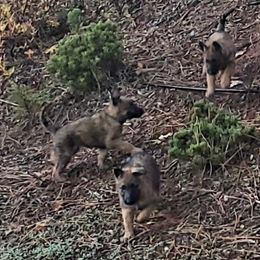 Belgian Laekenois Puppies from Cal Curly Coats Belgian Laekenois