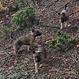 Belgian Laekenois Puppies from Cal Curly Coats Belgian Laekenois