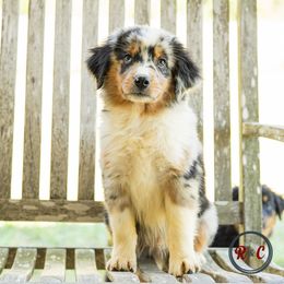 Boy 1 - Miniature Australian Shepherd puppy in Buna, Texas from R & C Kennels
