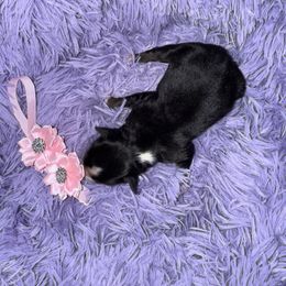 Black tri girl - Black tri female Miniature Australian Shepherd puppy in Graham, North Carolina from Thompson Farm Mini Aussies