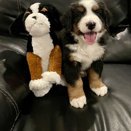 Bernese Mountain Dog Puppies from Blair Berners