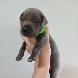 Max - Blue male Great Dane puppy in Marshall, Michigan from Dream K9