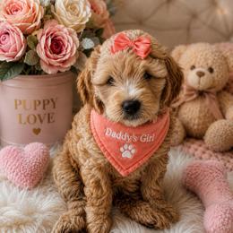 Sweetness - Cream female Goldendoodle puppy in Aurora, Illinois from Chicago Goldendoodles