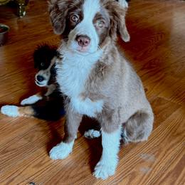 Rose - Red tri female Miniature Australian Shepherd puppy in Grants Pass, Oregon from Woodwind Miniatures