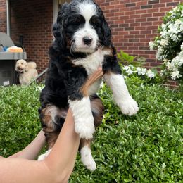 Bernedoodle Puppies from Palmetto Bernedoodles Boutique