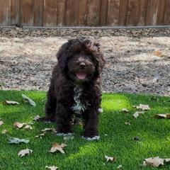 Jungle - Chocolate male Australian Labradoodle puppy in Denton, Texas from Liberty Hill Labradoodles