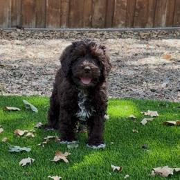 Jungle - Chocolate male Australian Labradoodle puppy in Denton, Texas from Liberty Hill Labradoodles