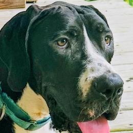Kahlua - Black female Great Dane puppy in Gonzales, Louisiana from Anstatt House Of Danes