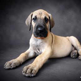 Puppy 3 - Fawn male Great Dane puppy in Ocala, Florida from Oak Haven Great Danes