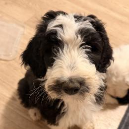 Midnight - Black and white male Sheepadoodle puppy in Vernonia, Oregon from Life Unleashed Farm