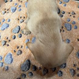 Dachshund Puppies from Witchy Woman’s Wiener’s