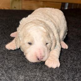 Sandy - Cream female Goldendoodle puppy in Nathalie, Virginia from Deez Doodles