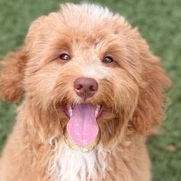 Aussiedoodles, Bordoodles, and Goldendoodles from Calena’s Doodles