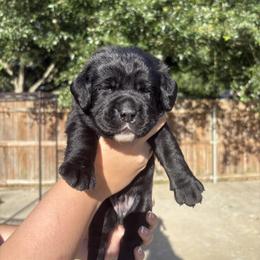 Boy 1 - Black male Labrador Retriever puppy in Rosenberg, Texas from Eastland Labradors