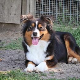 Shiver - Australian Shepherd