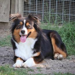Shiver - Australian Shepherd