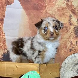 Reva - Red merle female Australian Shepherd puppy in West Union, Iowa from Boundless Hearts Australian Shepherds LLC