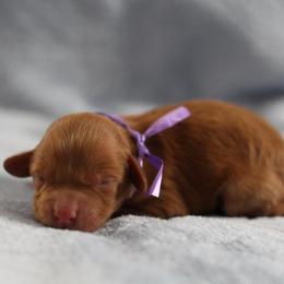 Lovie - Red female Cavapoo puppy in Springtown, Texas from North Texas Puppies