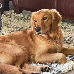 Gojiberry - Golden Retriever