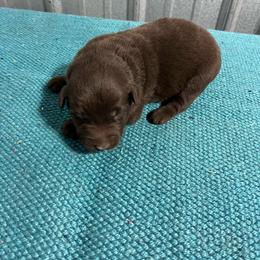 Prince - Red male Australian Shepherd puppy in Whitwell, Tennessee from Owl Hollow Farm