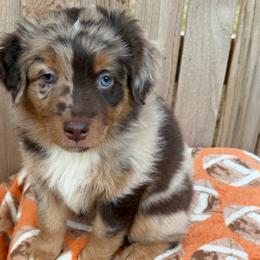Bella - Red merle female Australian Shepherd puppy in Harrah, Oklahoma from Kamm's Aussies