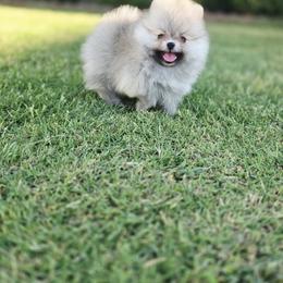 Charlotte - Cream sable female Pomeranian puppy in Anna, Texas from Fantasy Pomeranians & Fantasy Aussies