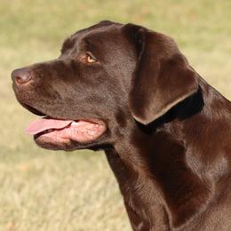Labrador Retrievers from Shadowmyst Labradors