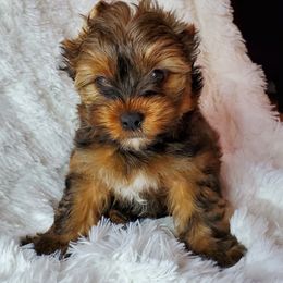 Yorkshire Terrier Puppies from Pixieland Yorkshire Terriers