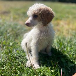 Winnie - Parti female Poodle puppy in Wolf Creek, Oregon from Dejah Bleu Kennels