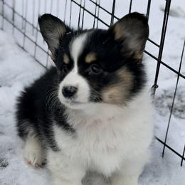 Red collar - Black and tan female Pembroke Welsh Corgi puppy in Monterey, Tennessee from Co-Pilot Corgis