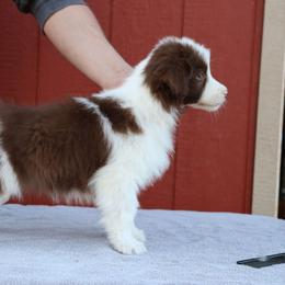 AKC Grand Champion Sired (RM2) - Red male Border Collie puppy in Noble, Oklahoma from CheckItOut Border Collies