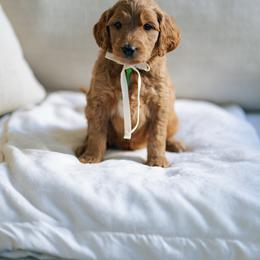Green collar - Tarzan - Red  male Goldendoodle puppy in Duncan, South Carolina from Abner Creek Poodles & Doodles