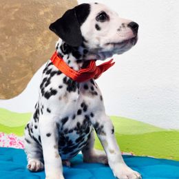 Domino - White black and tan male Dalmatian puppy in Sedalia, Missouri from Missouri Dalmatians