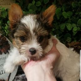 Parti boy - Parti male Yorkshire Terrier puppy in Hot Springs, Arkansas from Kimberly's Lovable Littles