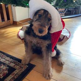 One - Black and tan male Airedale Terrier puppy in Virginia from JOVAL Kennel