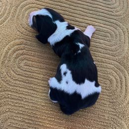Boy 3 - Black brown and white male Basset Hound puppy in Noblesville, Indiana from Russell Bassets