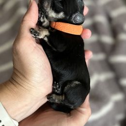 Miniature Schnauzer Puppies from Adrienne Exum