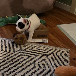 Epic - White and brindle male French Bulldog puppy in Billings, Montana from Sugarloaf French bulldogs and Australian cattle dogs